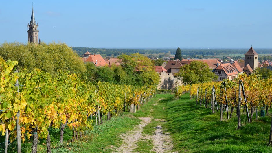Picturesque vineyard path leading to a rural village with a church in the background during autumn.